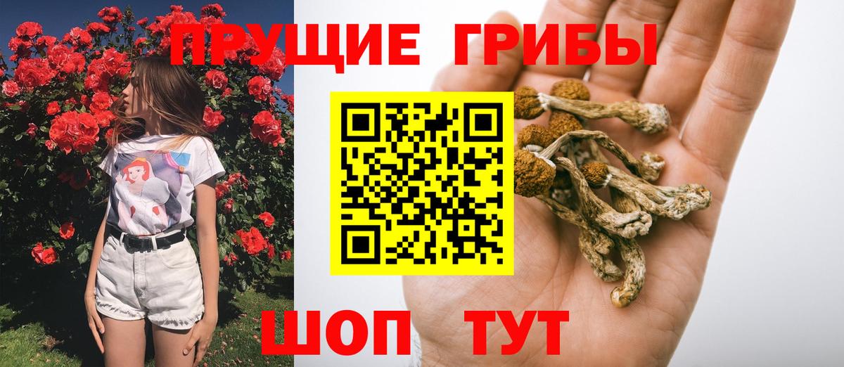 Галлюциногенные грибы Cubensis  Вход с VPN  Нижний Тагил  Псилоцибиновые грибы Psilocybine cubensis 